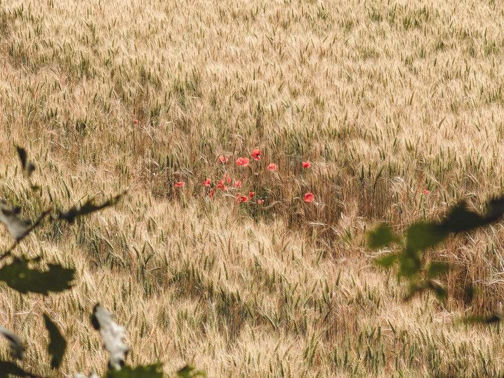 nature-perigord