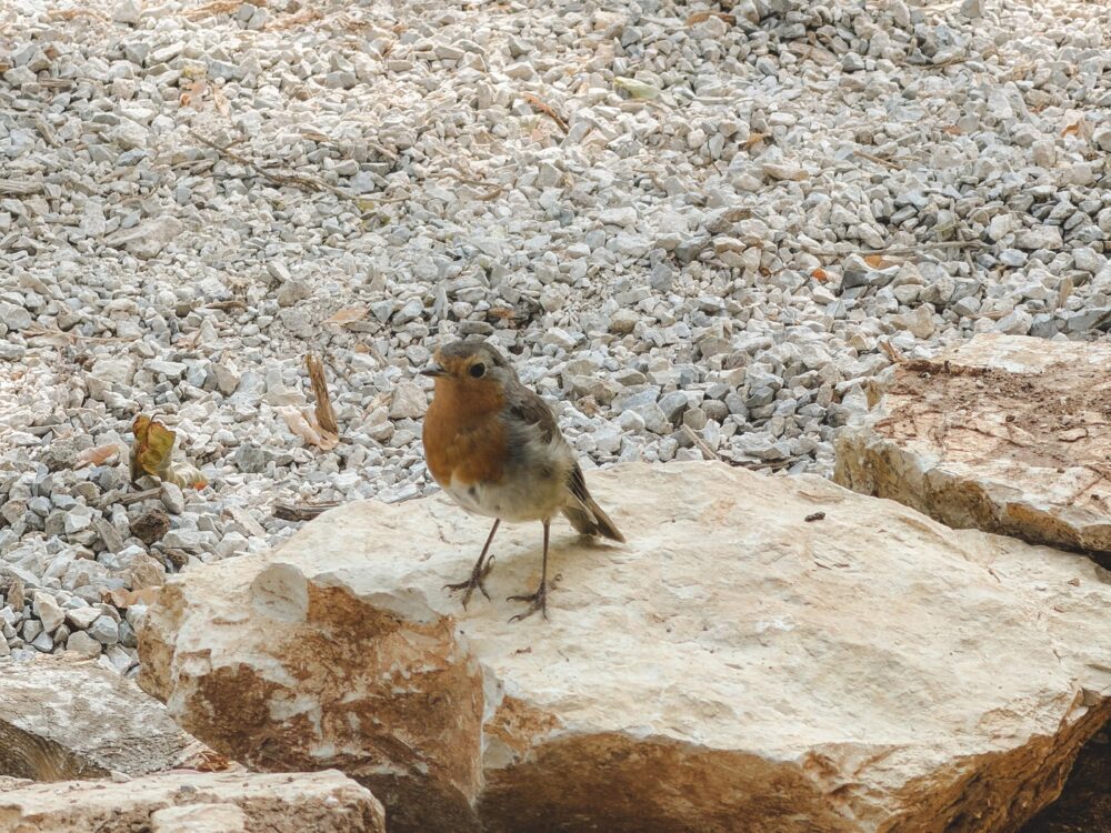 oiseau